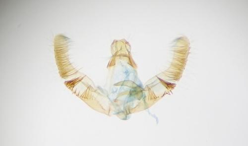 Lobesia reliquana